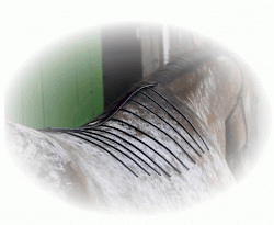 Saddlethumbnail